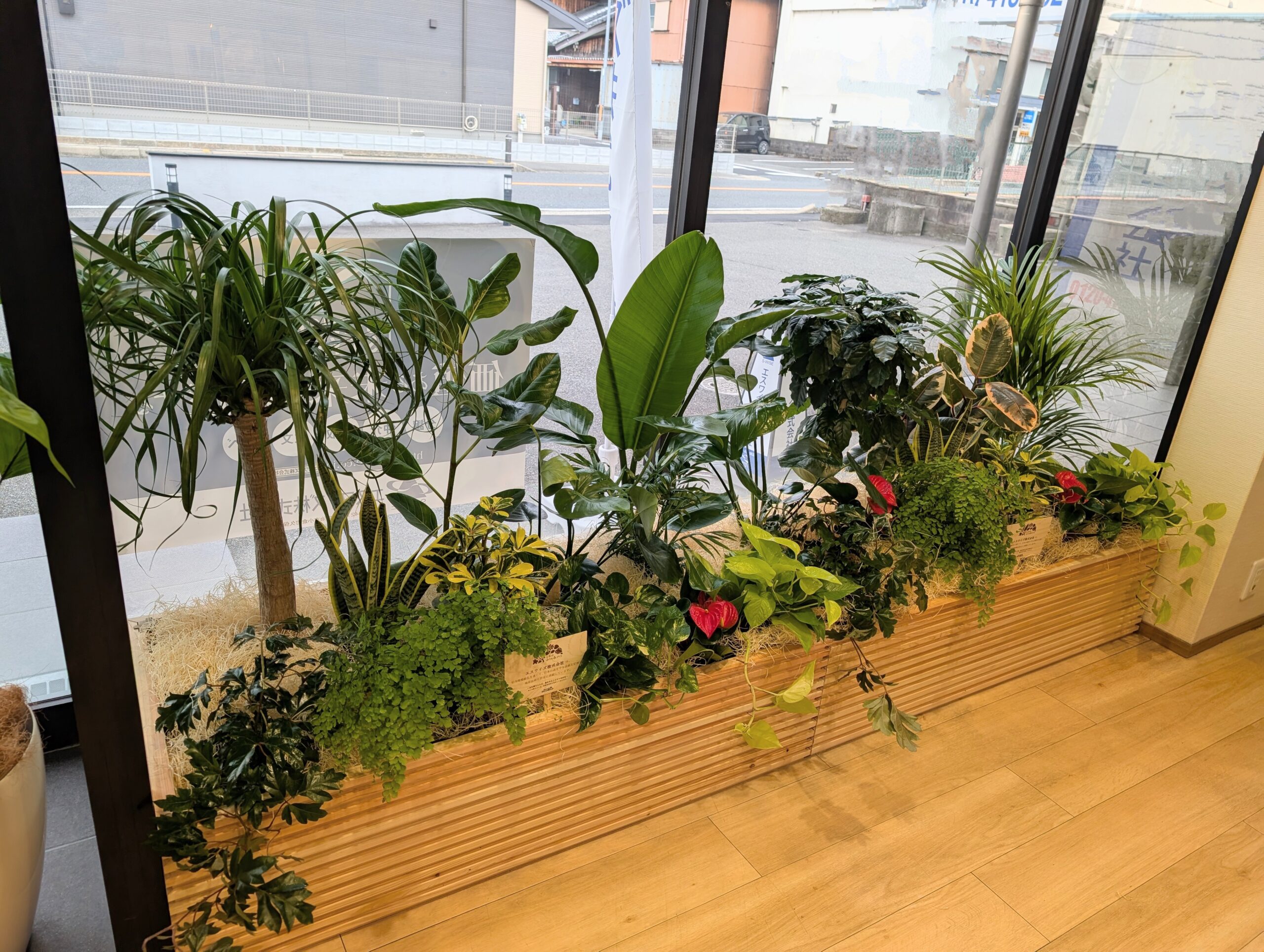 梅雨の時期の植物のお世話