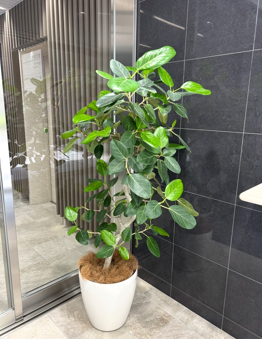 真夏の観葉植物のお手入れ方法