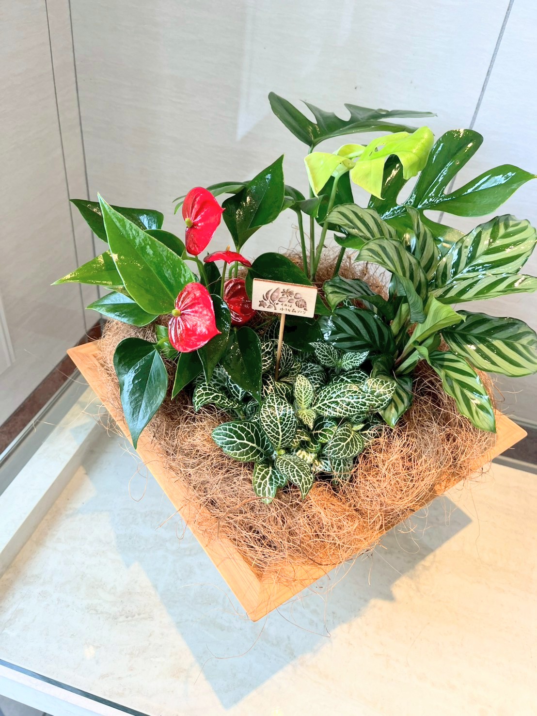 観葉植物の植え替え時期は？