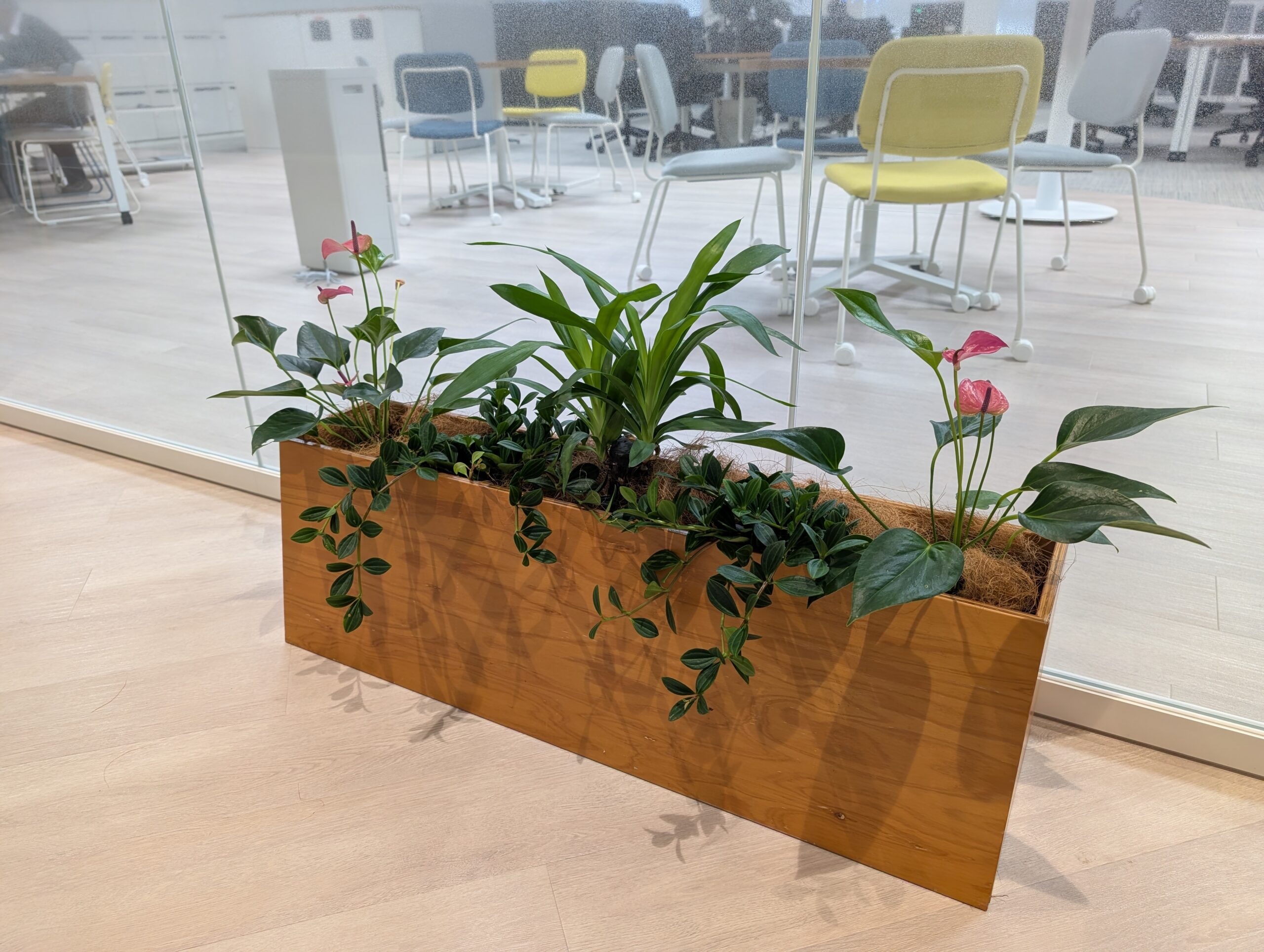 オフィス待合におすすめの観葉植物レンタル｜京都で叶える快適な空間づくり