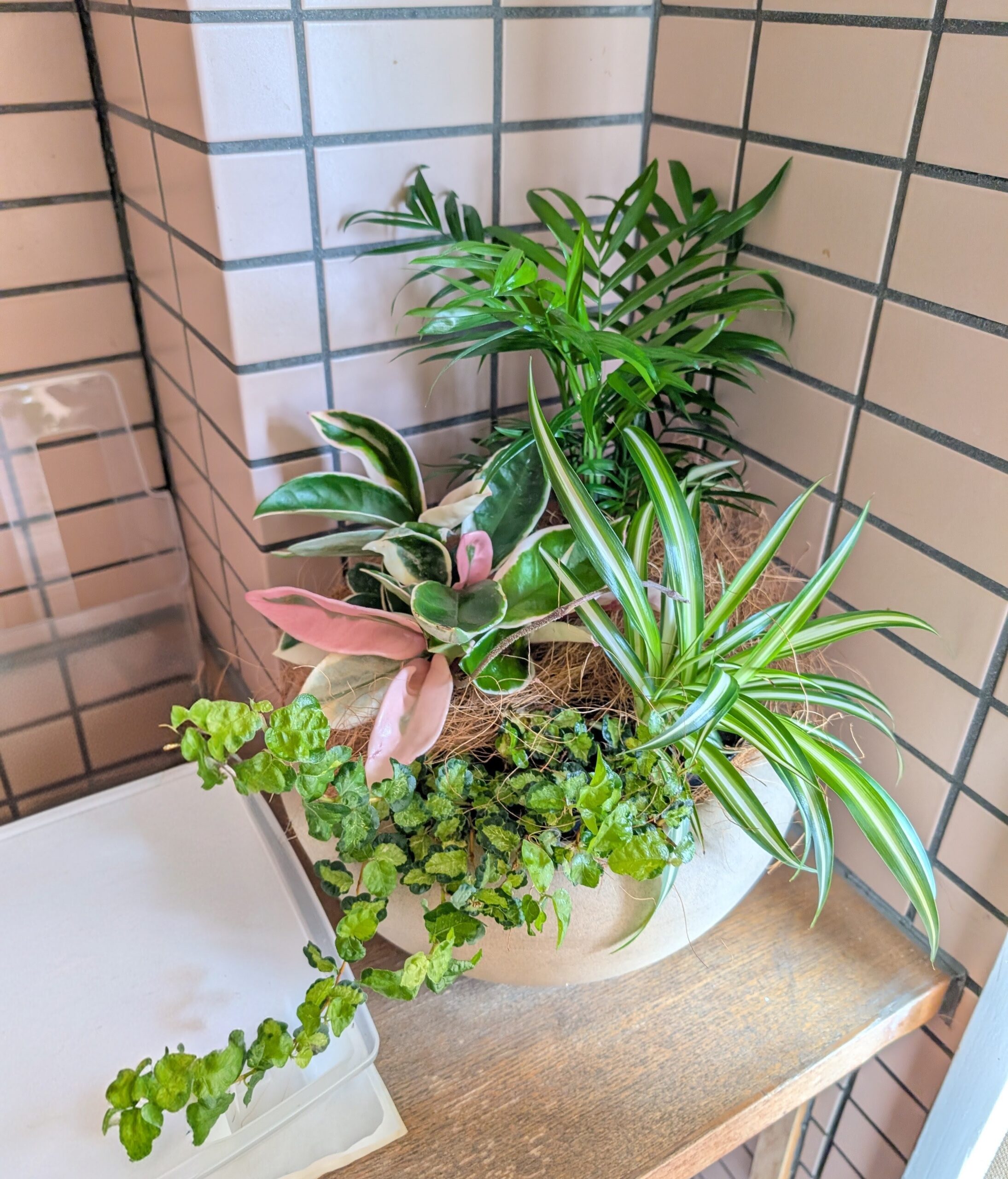 受付台におすすめの観葉植物寄せ植えで好印象づくり