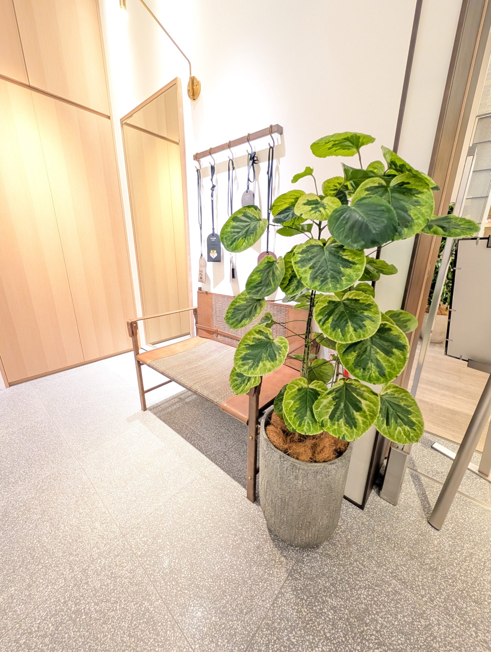 【高級ブティック・店舗緑化】京都・烏丸のバッグ店様に上品な「ポリシャス」を設置！