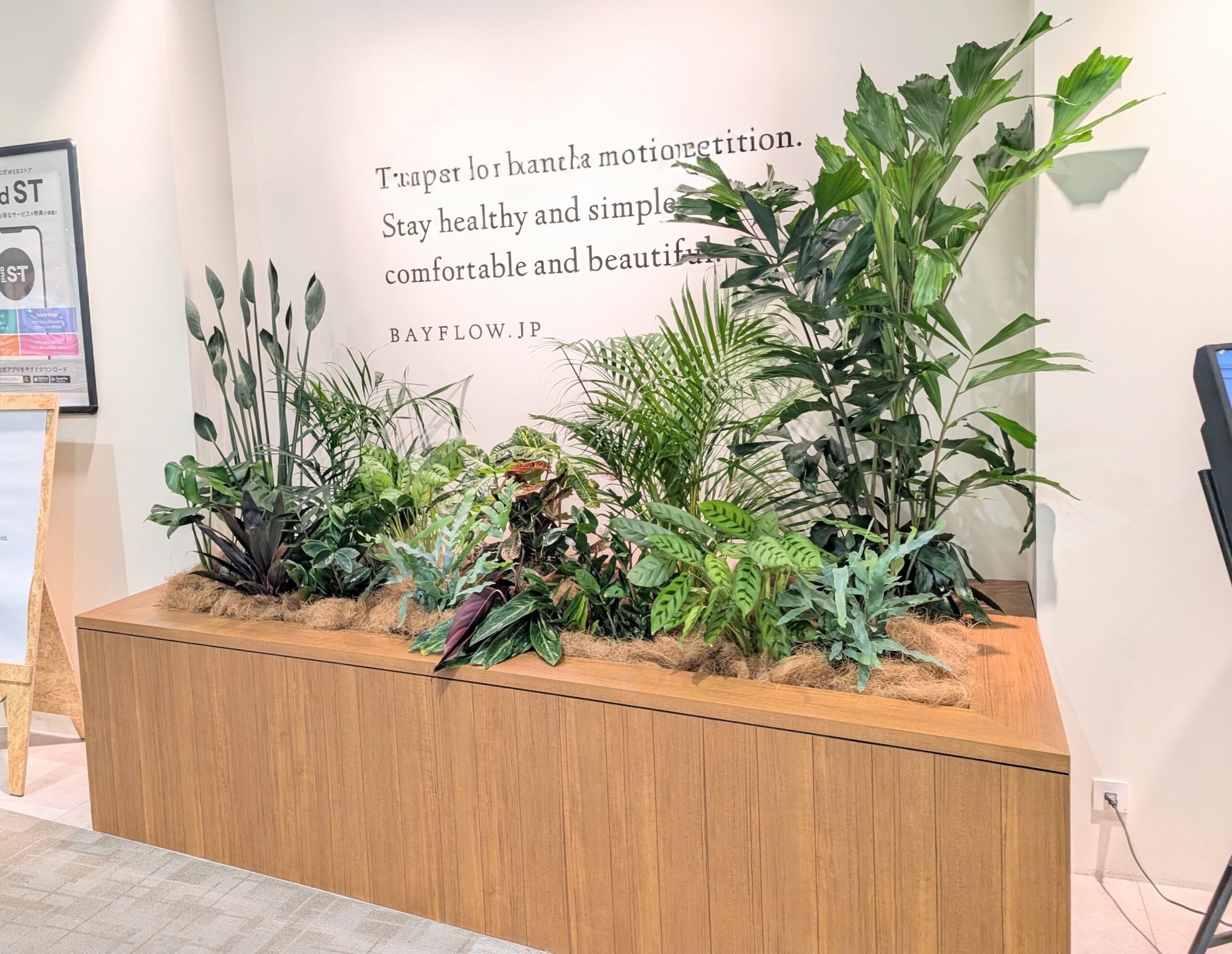 アパレルショップのエントランスを彩る観葉植物｜店舗の空間づくりにグリーンを