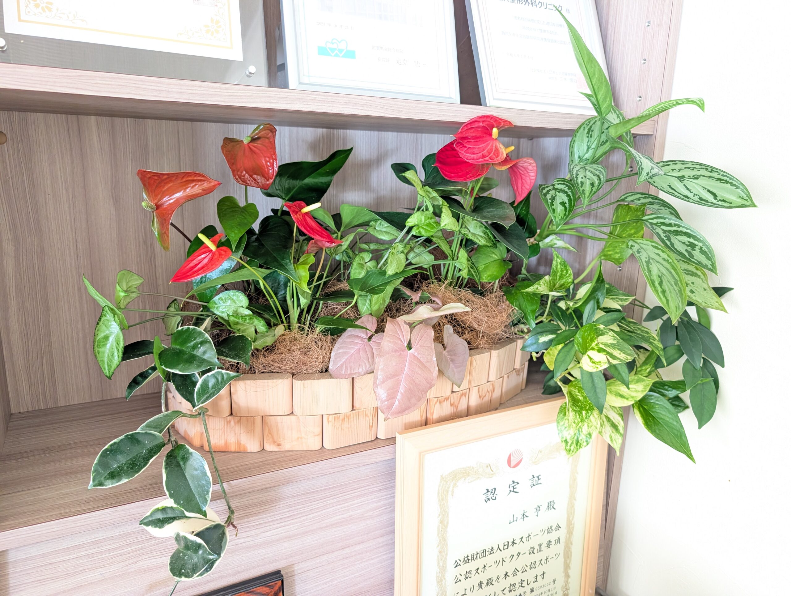 整形外科の待合室に癒やしを。観葉植物レンタル「グリーバミニ」で安心感のある空間づくり